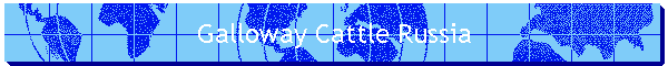 Galloway Cattle Russia