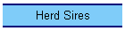Herd Sires